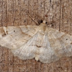 Syneora hemeropa (Ring-tipped Bark Moth) at Melba, ACT - 2 Nov 2020 by kasiaaus