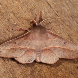 Antictenia punctunculus at Melba, ACT - 3 Nov 2020