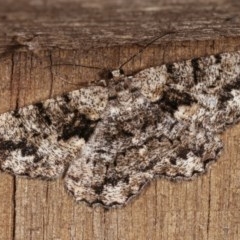 Unplaced externaria (Mahogany Bark Moth (formerly Hypomecis externaria)) at Melba, ACT - 3 Nov 2020 by kasiaaus