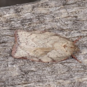 Euchaetis inceptella at Melba, ACT - 3 Nov 2020