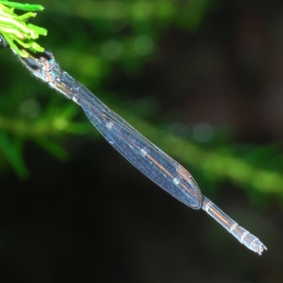 Austrolestes leda (Wandering Ringtail) at Goorooyarroo NR (ACT) - 5 Nov 2020 by Harrisi