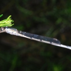 Austrolestes leda at Forde, ACT - 5 Nov 2020 04:17 PM