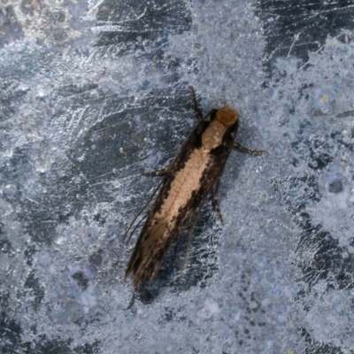 Monopis crocicapitella (Bird Nest Moth) at Melba, ACT - 3 Nov 2020 by kasiaaus