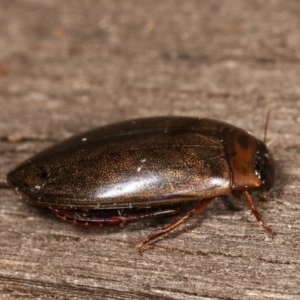 Rhantus suturalis at Melba, ACT - 3 Nov 2020