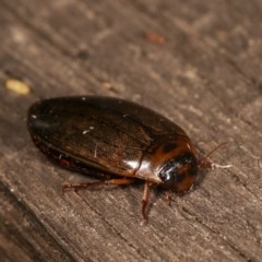 Rhantus suturalis at Melba, ACT - 3 Nov 2020