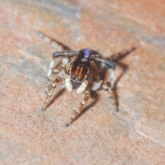 Maratus chrysomelas (Variable Peacock Spider) at Coree, ACT - 3 Nov 2020 by Harrisi