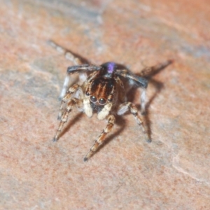 Maratus chrysomelas at Coree, ACT - 3 Nov 2020 09:18 PM