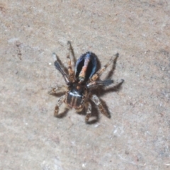 Maratus chrysomelas at Coree, ACT - 3 Nov 2020