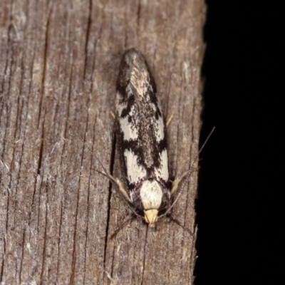 Eusemocosma pruinosa (Philobota Group Concealer Moth) at Melba, ACT - 3 Nov 2020 by kasiaaus