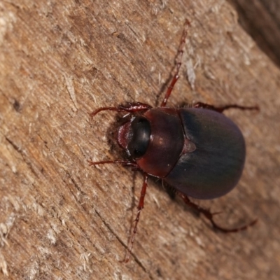 Melolonthinae sp. (subfamily) (Cockchafer) at Melba, ACT - 3 Nov 2020 by kasiaaus