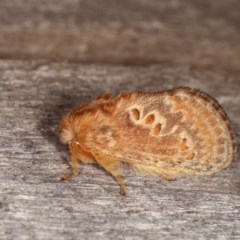 Pseudanapaea (genus) (A cup moth) at Melba, ACT - 3 Nov 2020 by kasiaaus