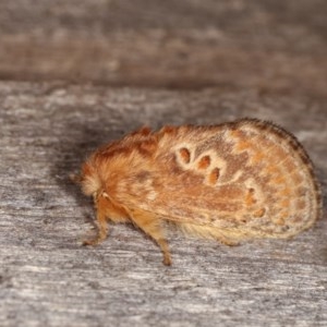 Pseudanapaea (genus) at Melba, ACT - 3 Nov 2020 10:56 PM