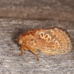 Pseudanapaea (genus) at Melba, ACT - 3 Nov 2020
