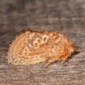 Pseudanapaea (genus) at Melba, ACT - 3 Nov 2020