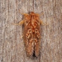 Pseudanapaea (genus) at Melba, ACT - 3 Nov 2020