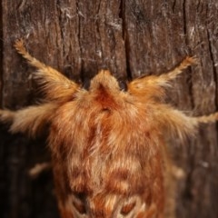 Pseudanapaea (genus) at Melba, ACT - 3 Nov 2020