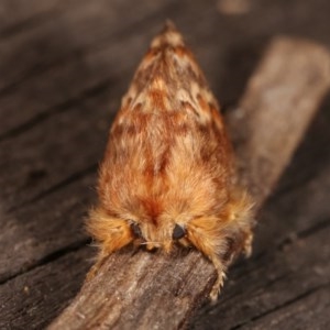 Pseudanapaea (genus) at Melba, ACT - 3 Nov 2020