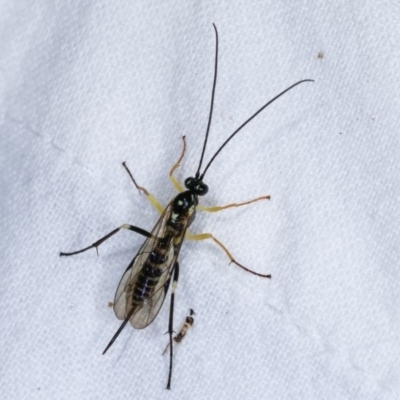 Sericopimpla sp. (genus) (Case Moth Larvae Parasite Wasp) at Melba, ACT - 3 Nov 2020 by kasiaaus