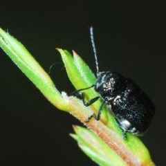 Aporocera (Aporocera) scabrosa (Leaf beetle) at Black Mountain - 4 Nov 2020 by Harrisi