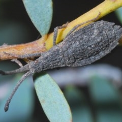 Agriopocoris sp. (genus) (Coreid bug) at Black Mountain - 4 Nov 2020 by Harrisi