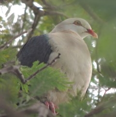 Columba leucomela (White-headed Pigeon) at Pollinator-friendly garden Conder - 2 Nov 2020 by michaelb