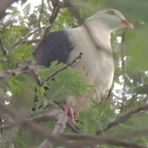 Columba leucomela at Conder, ACT - 3 Nov 2020