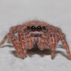 Servaea sp. (genus) (Unidentified Servaea jumping spider) at Acton, ACT - 23 Oct 2020 by TimL