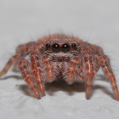 Servaea sp. (genus) (Unidentified Servaea jumping spider) at ANBG - 23 Oct 2020 by TimL