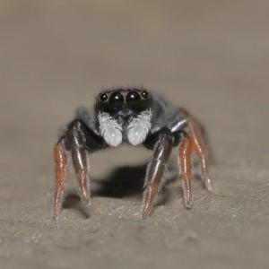 Apricia jovialis at Acton, ACT - 23 Oct 2020 12:17 PM