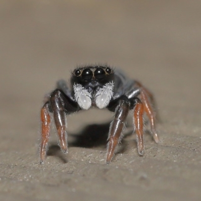 Apricia jovialis (Jovial jumping spider) at Acton, ACT - 23 Oct 2020 by TimL