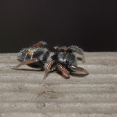 Apricia jovialis at Acton, ACT - 23 Oct 2020