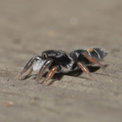 Apricia jovialis at Acton, ACT - 23 Oct 2020