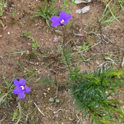 Cheiranthera linearis (Finger Flower) at Sutton, NSW - 2 Nov 2020 by Gidgea