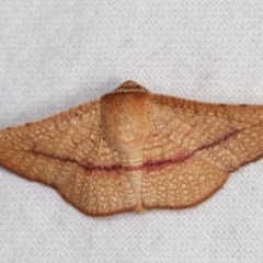 Aglaopus pyrrhata (Leaf Moth) at Melba, ACT - 3 Nov 2020 by kasiaaus