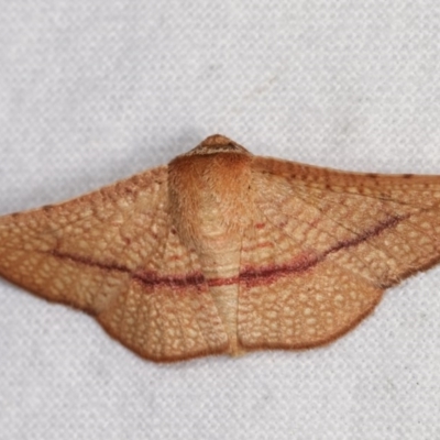 Aglaopus pyrrhata (Leaf Moth) at Melba, ACT - 3 Nov 2020 by kasiaaus