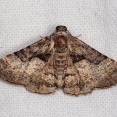 Aporoctena undescribed species (A Geometrid moth (Ennominae)) at Melba, ACT - 3 Nov 2020 by kasiaaus
