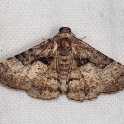 Aporoctena undescribed species (A Geometrid moth) at Melba, ACT - 3 Nov 2020 by kasiaaus