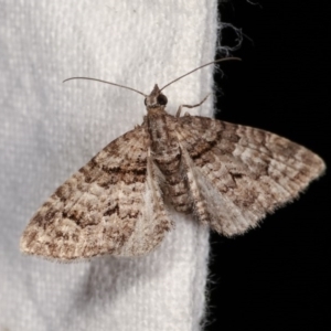 Phrissogonus laticostata at Melba, ACT - 3 Nov 2020