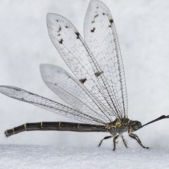 Dendroleon sp. (genus) (An Antlion Lacewing) at Melba, ACT - 3 Nov 2020 by kasiaaus