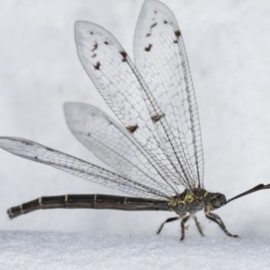 Dendroleon sp. (genus) at Melba, ACT - 3 Nov 2020