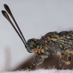 Dendroleon sp. (genus) at Melba, ACT - 3 Nov 2020