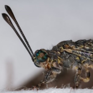 Dendroleon sp. (genus) at Melba, ACT - 3 Nov 2020