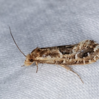 Moerarchis inconcisella (A tineid moth) at Melba, ACT - 3 Nov 2020 by kasiaaus