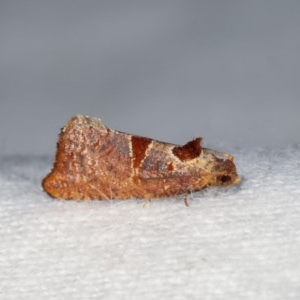 Glyphidoptera insignana at Melba, ACT - 3 Nov 2020