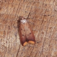 Tachystola acroxantha (A Concealer moth) at Melba, ACT - 3 Nov 2020 by kasiaaus