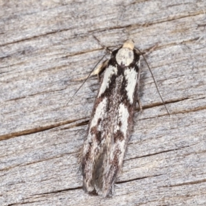 Eusemocosma pruinosa at Melba, ACT - 3 Nov 2020