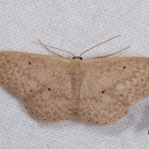 Scopula optivata at Melba, ACT - 3 Nov 2020 10:33 PM