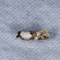 Euphiltra eroticella (A Concealer moth (Wingia group)) at Melba, ACT - 3 Nov 2020 by kasiaaus