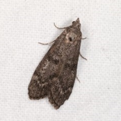Heteromicta pachytera (Galleriinae subfamily moth) at Melba, ACT - 3 Nov 2020 by kasiaaus