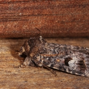 Thoracolopha verecunda at Melba, ACT - 3 Nov 2020